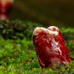 Huby – prírodný poklad pre zdravie: Ako môžu ovplyvniť náš organizmus?